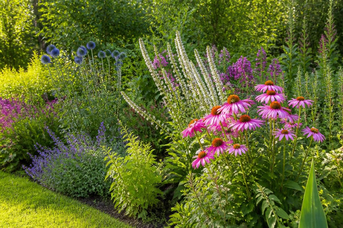 Färgstark rabatt med perenner, echinacea och lavendel bredvid välskött gräsmatta